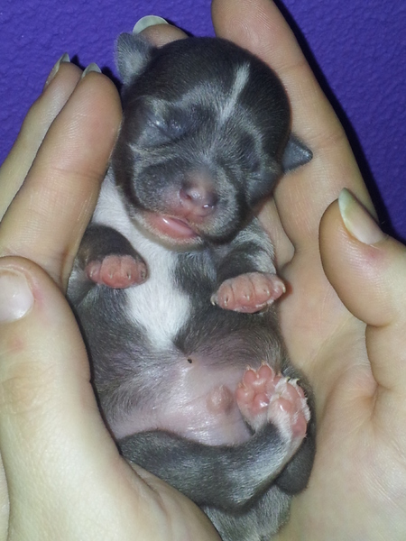 Chihuahua Kennel From Capa's Home