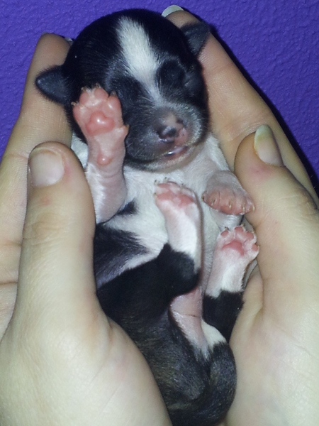 Chihuahua Kennel From Capa's Home