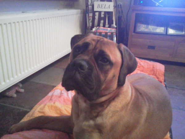 Bullmastiff