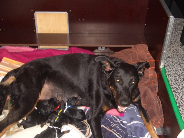 Admirable chien