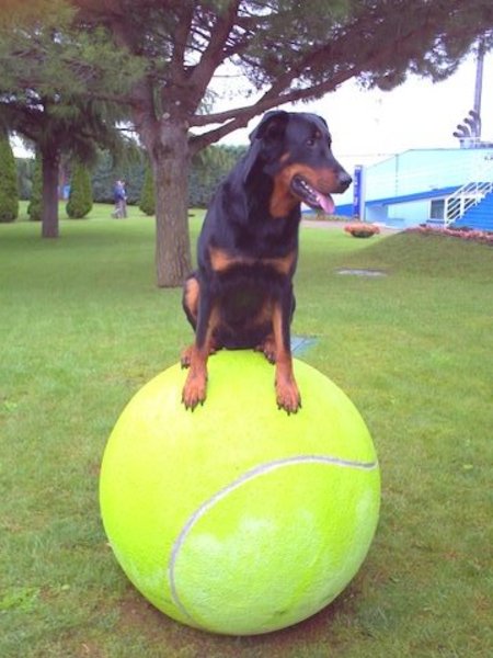 Admirable chien