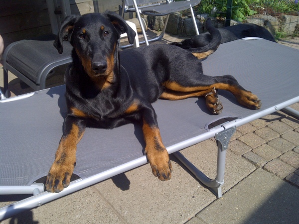 Admirable chien