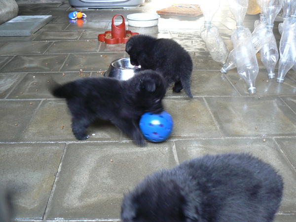 Groenendaelkennel Van Hof ter Brughe