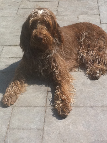 Spinone Italiano
