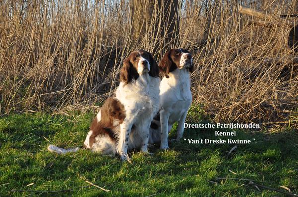 Van 't Dreske Kwinne