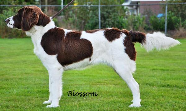 Van 't Dreske Kwinne