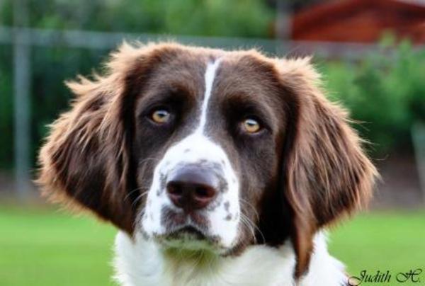 Van 't Dreske Kwinne