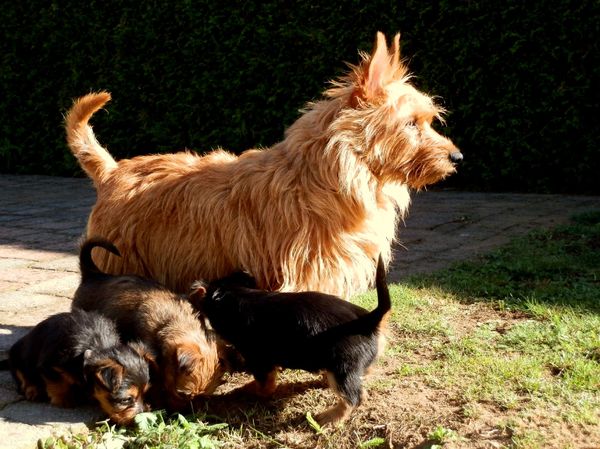 Australian Terrier, vom Schloss Mordor