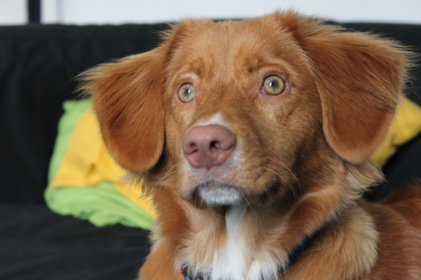 Nova Scotia Duck Tolling Retriever