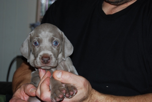 Meander Weimaraners-Leonor & Robert Honing