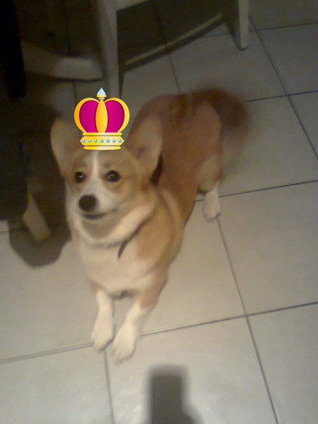 Welsh Corgi Pembroke