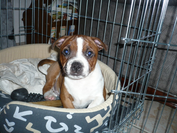 Staffordshire Bull Terrier