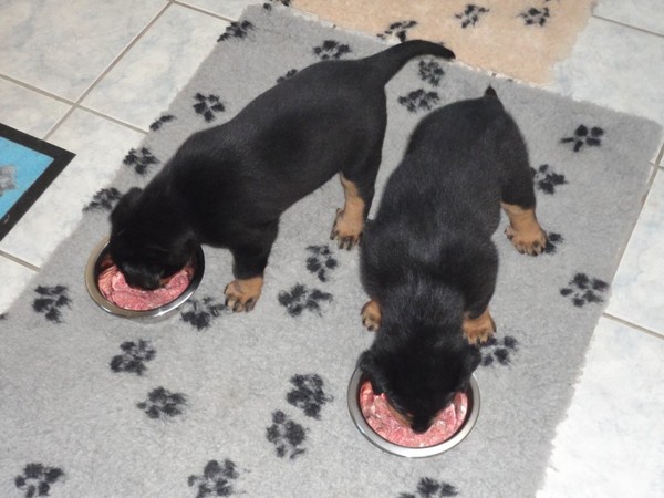 L'Ami de la Campagne