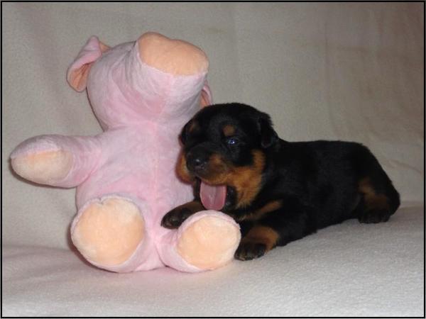 L'Ami de la Campagne