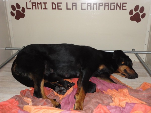 L'Ami de la Campagne