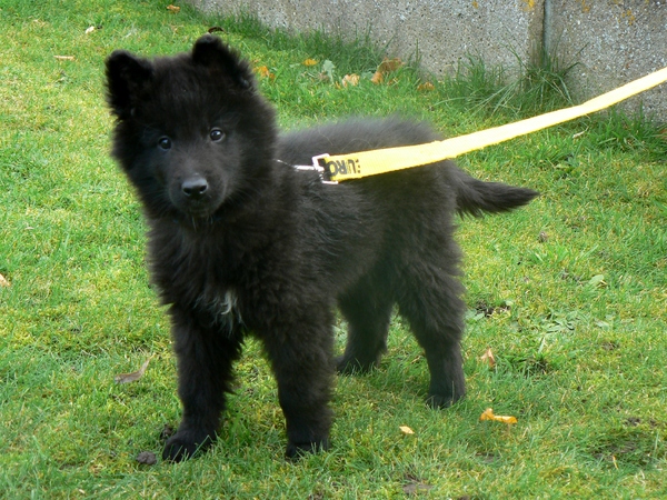 Groenendaelkennel Van Hof ter Brughe