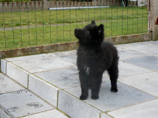 Groenendaelkennel Van Hof ter Brughe