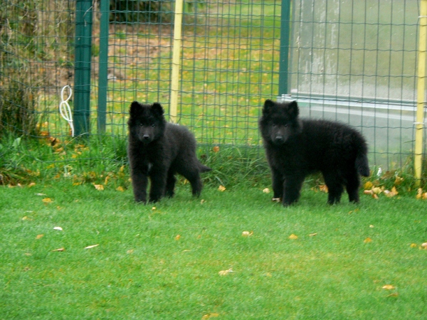 Groenendaelkennel Van Hof ter Brughe