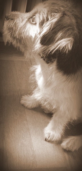 Jack Russell Terrier