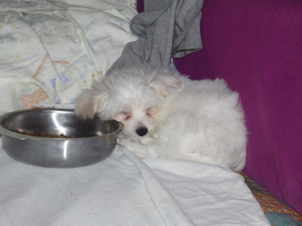 Maltezer