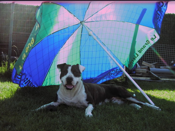 American Staffordshire Terrier