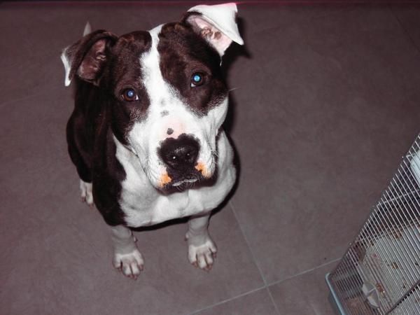 American Staffordshire Terrier