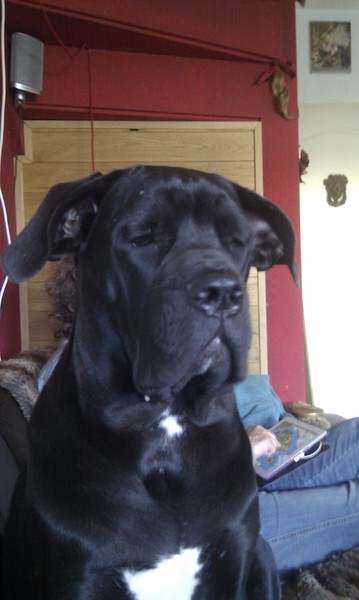 Cane Corso
