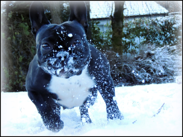Sneeuwbull