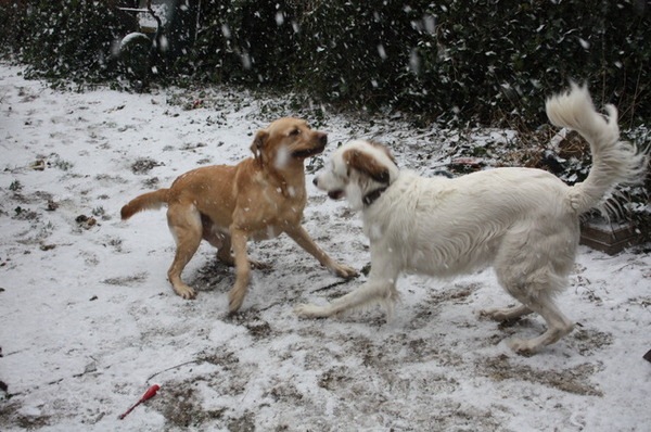 Tikkertje in de sneeuw