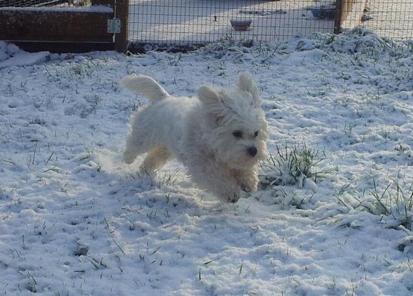 Gina's eerste stapjes in de sneeuw