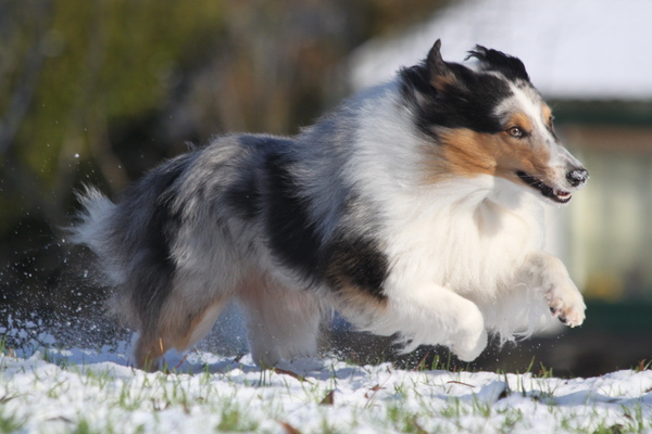 Cody is dol op sneeuw