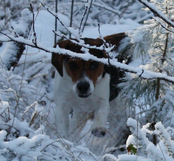 Verstoppertje in de sneeuw