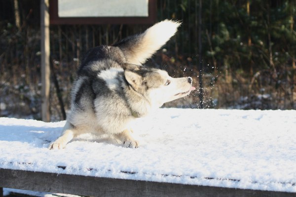 Nukka's winterpretje