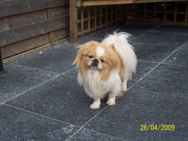 Pekingees