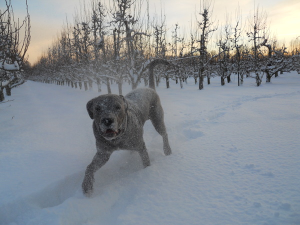 cane corso in sneeuw