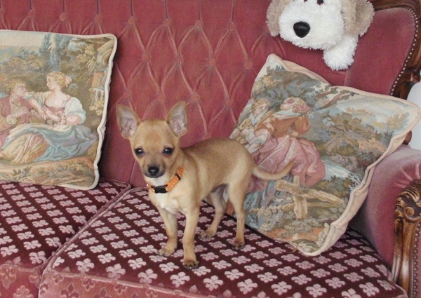 Chihuahua, korthaar