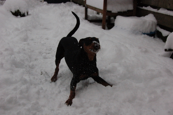 Mijn dikke schat, helemaal happy met de sneeuw!!!
