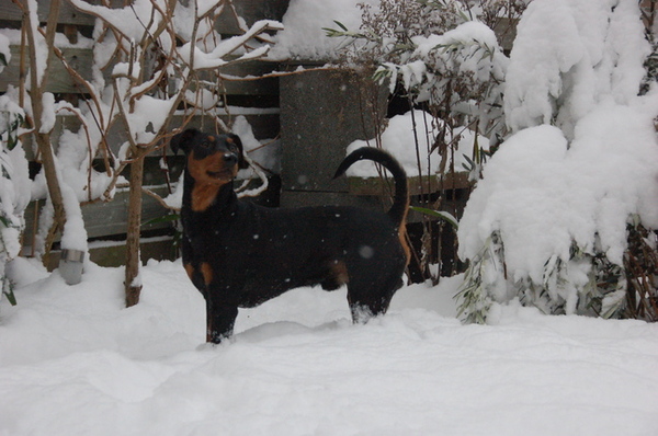Wel een erg dik pak sneeuw, hij is zelf 51,5 cm hoog en de sneeuw komt bijna tot zijn ellebogen!