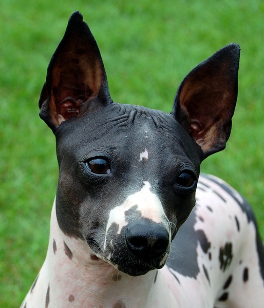 Van Hof ter Eeckhout