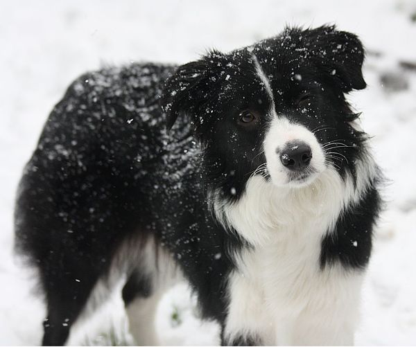 Let is snow Let is Snow