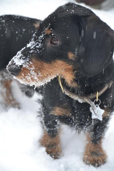 Voor het eerst in de sneeuw