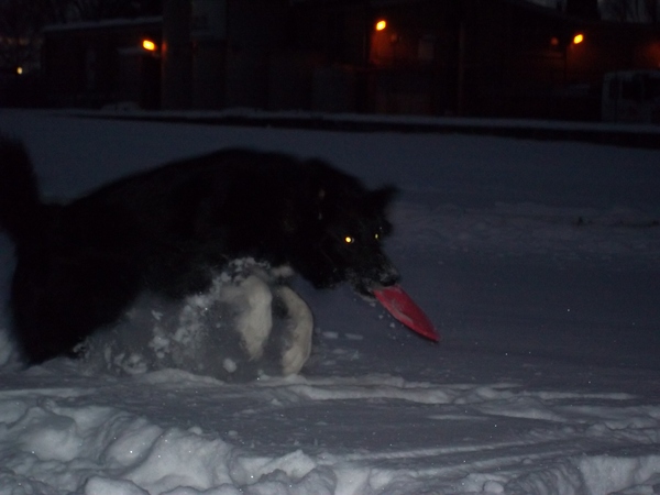 frisbee in de sneeuw