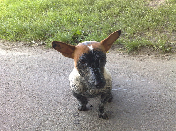 Dusty in een vieze sloot