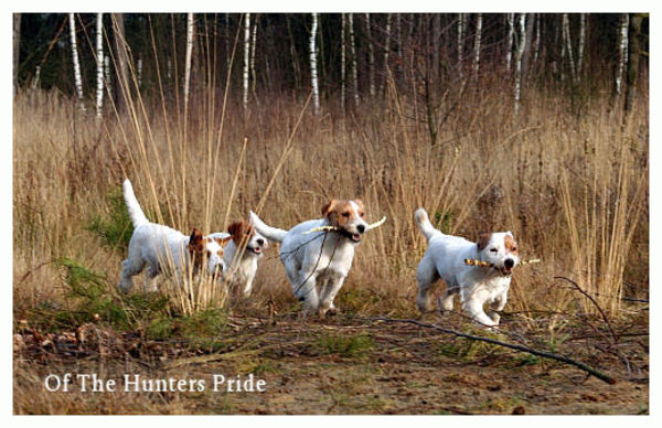 Jack Russell Terrier