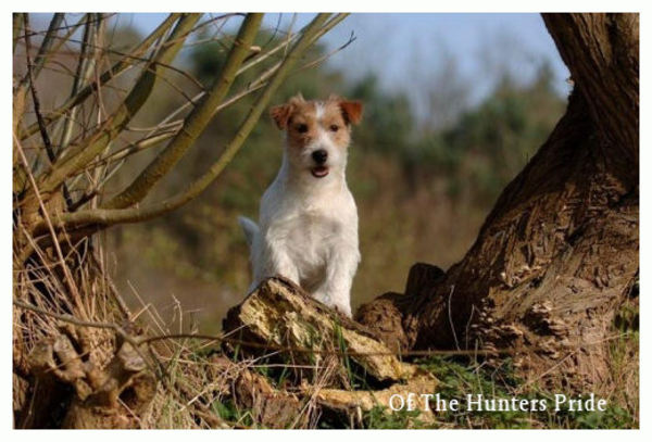 Jack Russell Terrier