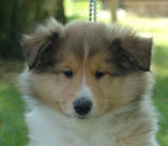 Schotse Herdershond, Langhaar