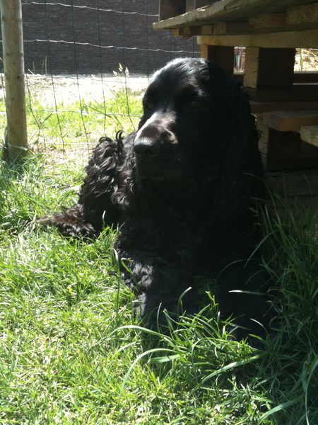 Engelse Cocker Spaniel