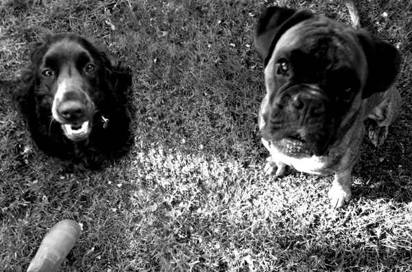 Engelse Cocker Spaniel