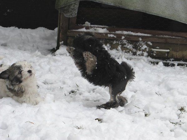Puppy sneeuwpret