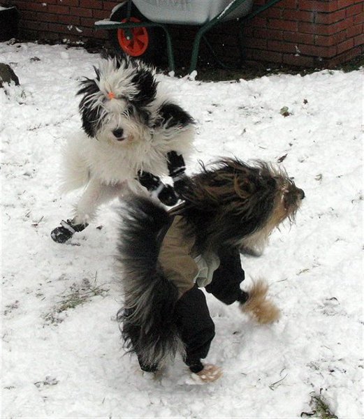 Haasje over in de sneeuw